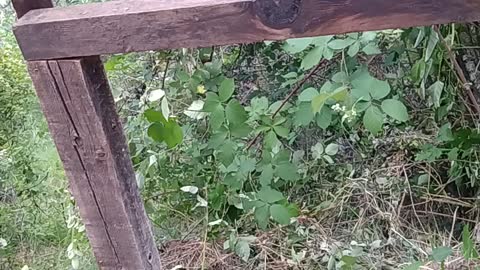 Upper fence 1