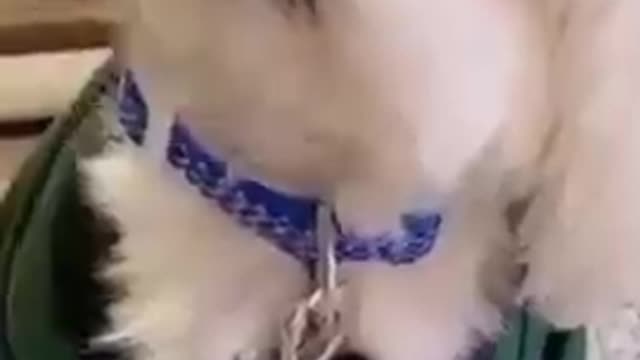 Dogs - Baby dogs - funny and fluffy (1) / Cães - Filhotes - engraçados e fofos (1) #shorts