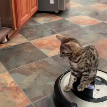 Cat Loves Riding On Top Of Robot Vacuum All Day Long