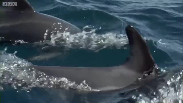 Dusky Dolphins and Bull Sperm Whales | South Pacific | BBC Earth