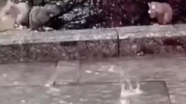 Best Funny Animal Videos Of The 2022 Try not to laugh #shorts #animals #funny