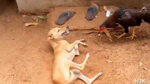 Dog intresting funy video.