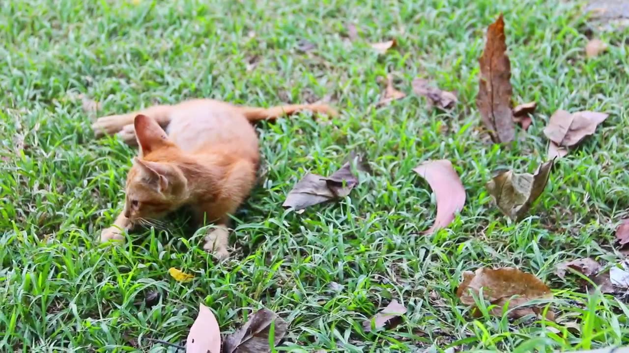 Young cats play in the garden