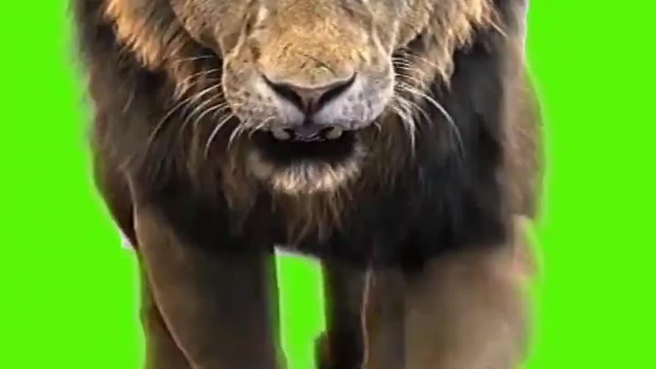 Green screen lion walking front cam