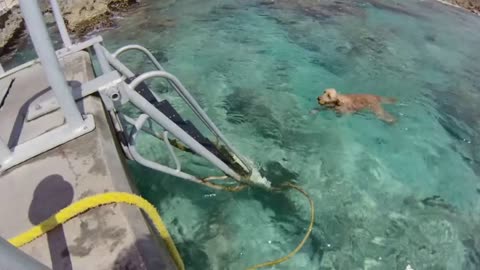 DOG'S REACTION TO SEA WATER