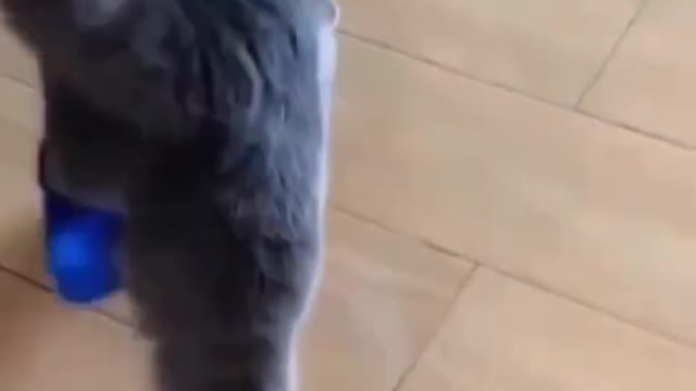 cute pets doing funny things, walking a cat in a shoe