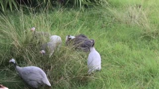 Guineas feeding on seed heads