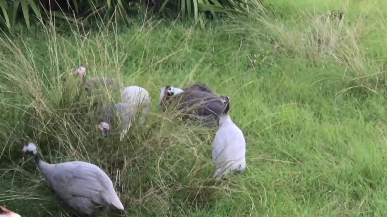 Guineas feeding on seed heads