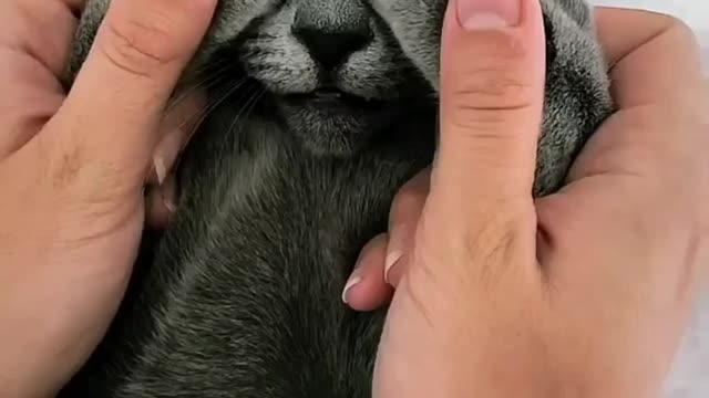 Cat sleeping beside his best Moment