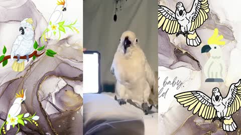 White Bird Dancing with mobile ringtone