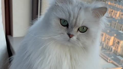 the little cat looks particularly energetic