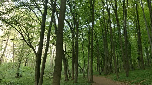 Pure nature-Green forest