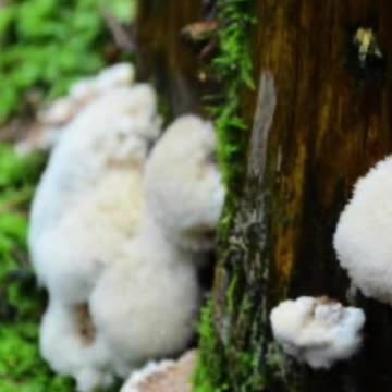 promote brain derived neurotrophic factor 🧠