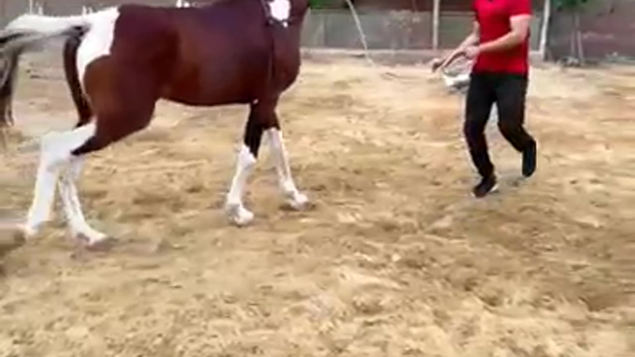 Horse stunt???