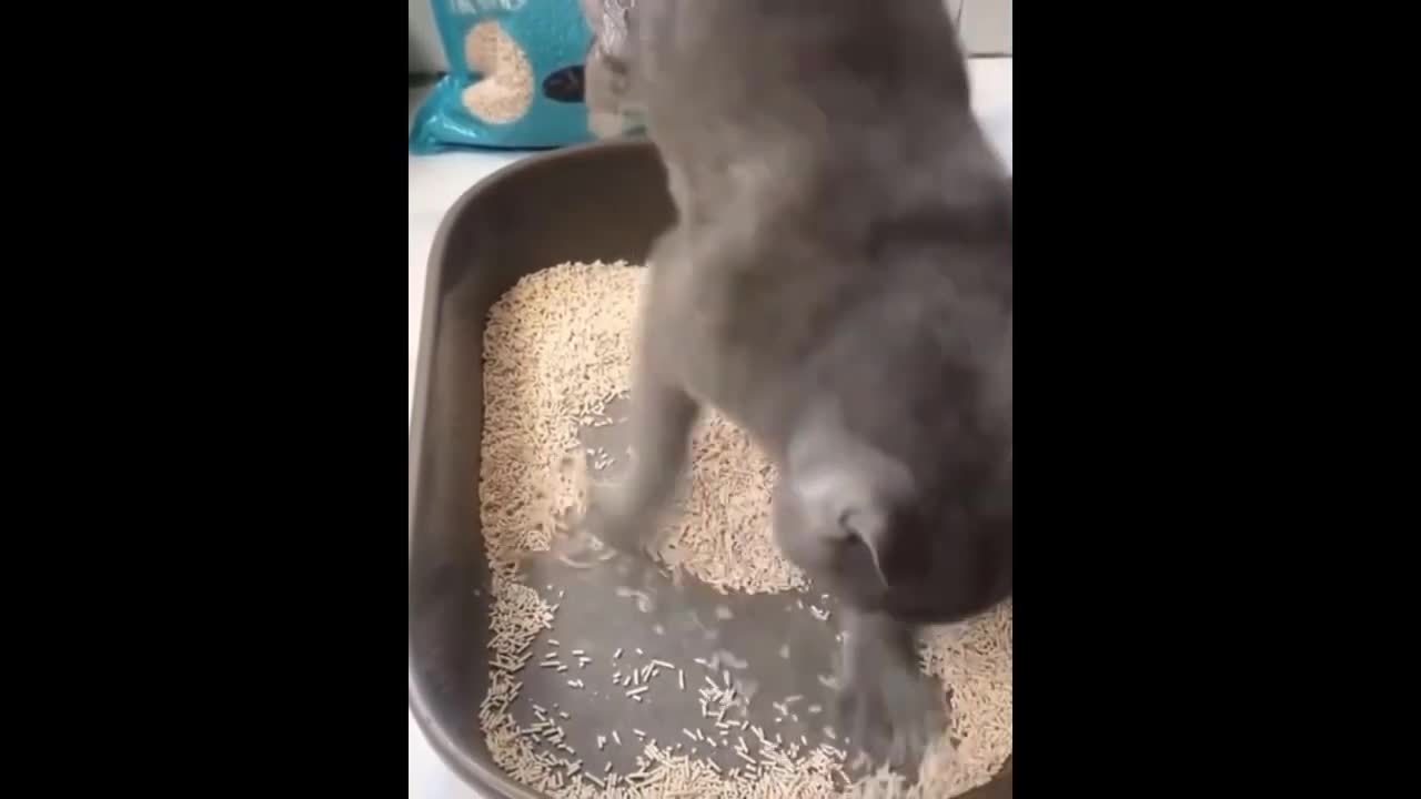 Funny cat video