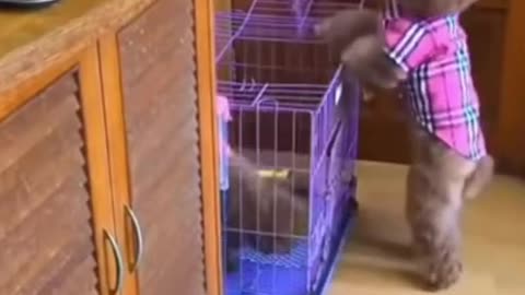 Smart animal, funny animals, animal, smart dog, funny dog, animal tiktok
