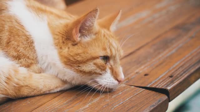 Playful Cats are real fun to watch! Cats playing