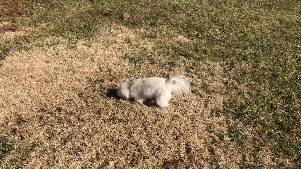 Maltese Playing