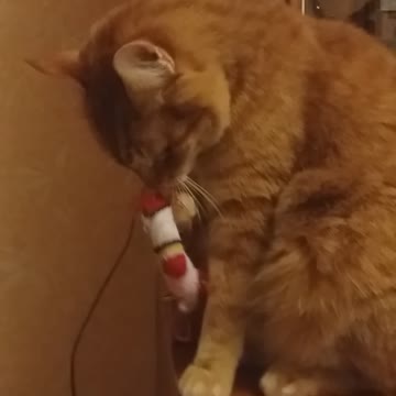 Cat and christmas sock