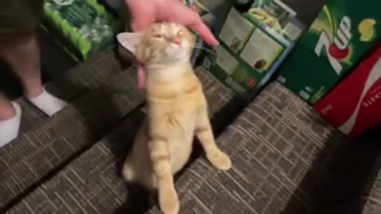 One Purr To Rule Them All