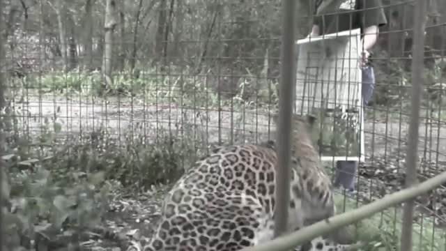 Adorable leopard dislikes his image on mirror