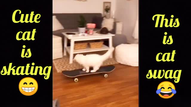 Who say that cat cannot skat watch this video 😎👍