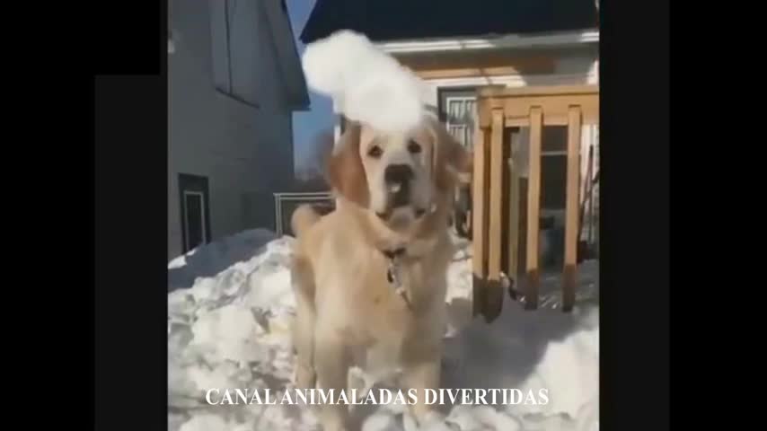 animales adorables #5