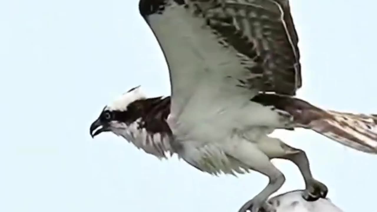 Osprey Hunting - Incredible Wildlife Footage