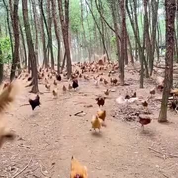 Chicken Attack