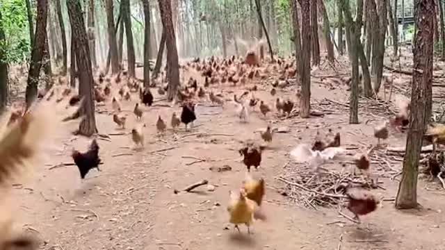 Chicken Attack