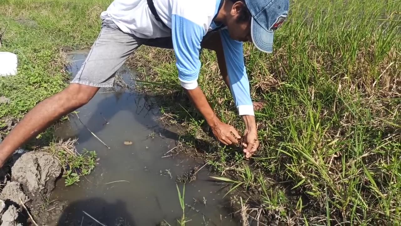 Eels fishing