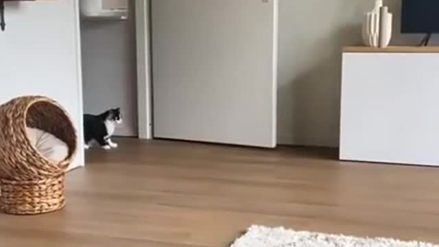 Inside Hunting Time Of My Cat
