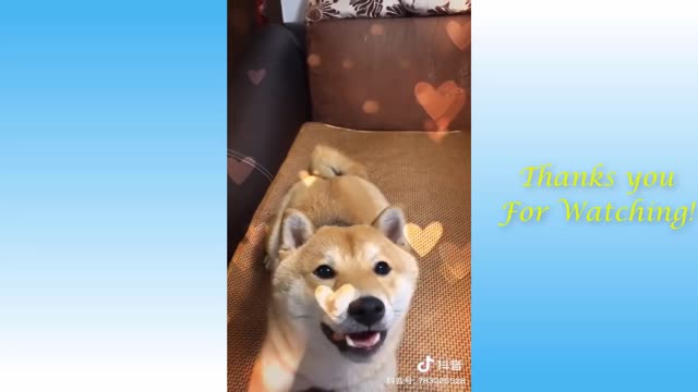 Time To Relax With These Cute Pets