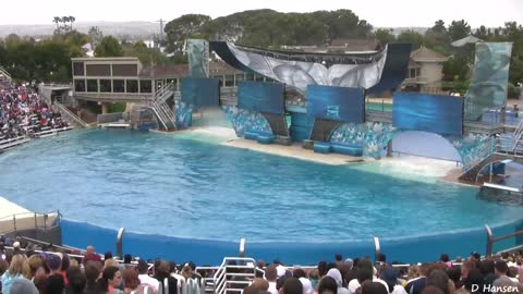 SeaWorld trainers killer whales in the water