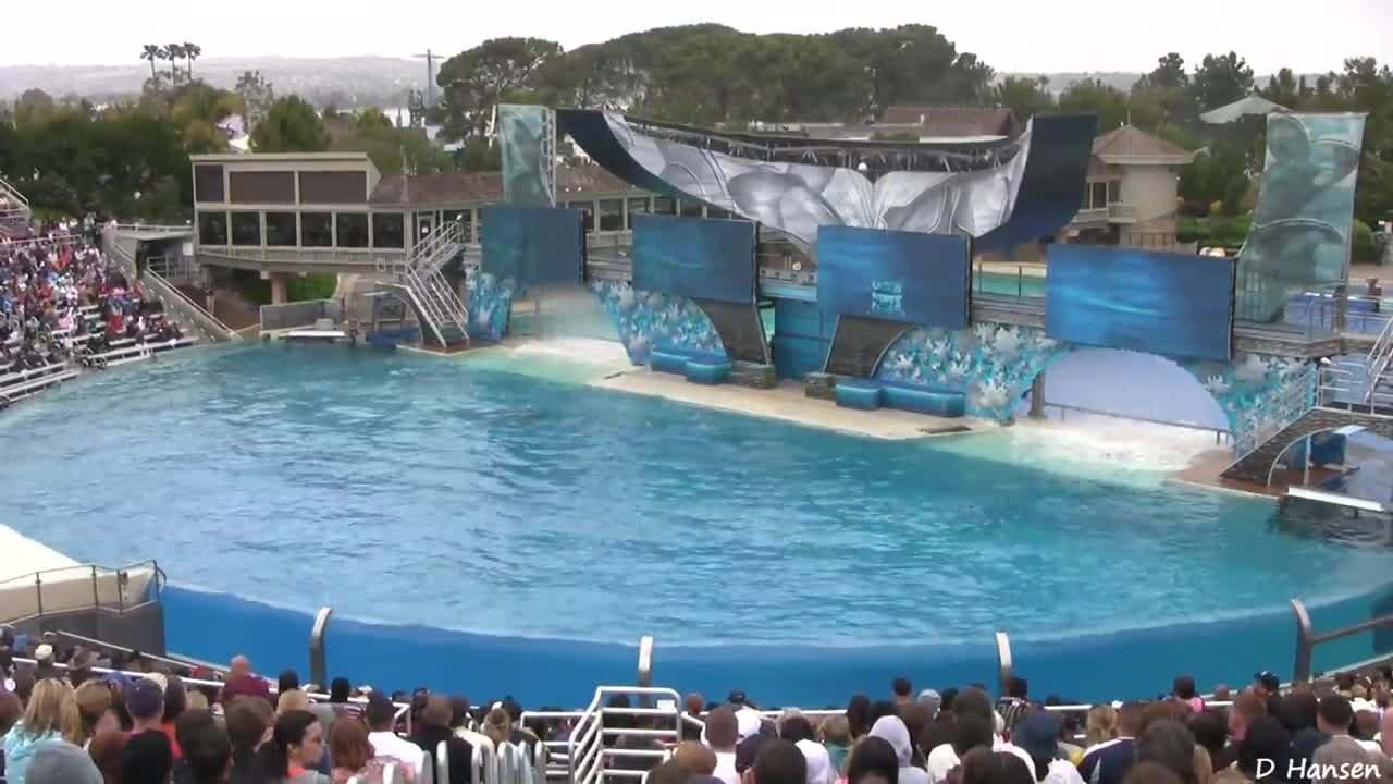 SeaWorld trainers killer whales in the water