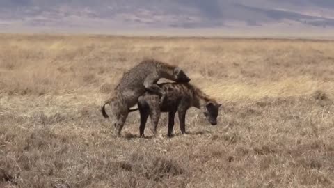 «Hyena male too full to mate»