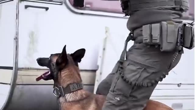 #k9 Dog Scenario Training