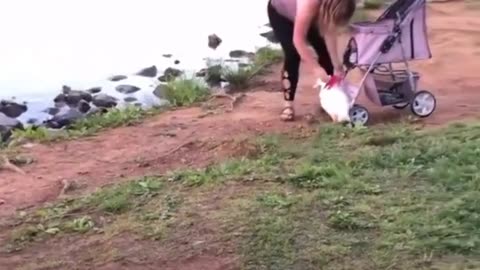 Woman releases her pet duck into the wild... what could go wrong? 😳