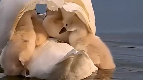 Cute Swan with baby swans 🦢🦆