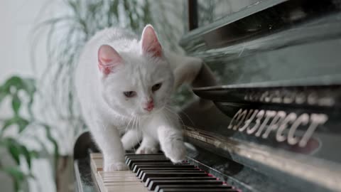 A cat walking over the piano Funny cat video