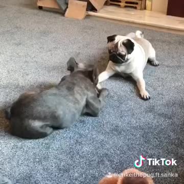 Hilarious pug slams his paws in tantrum over bone