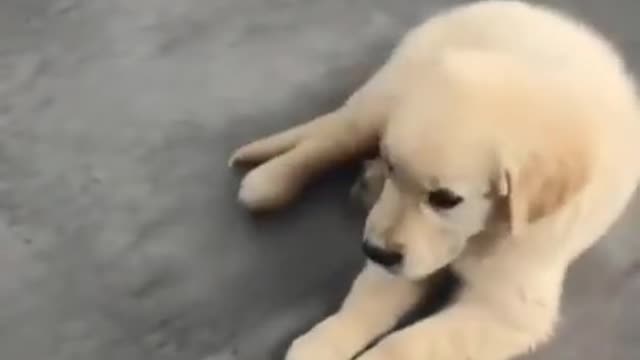 Funny Dog Video - Okey i'm dead