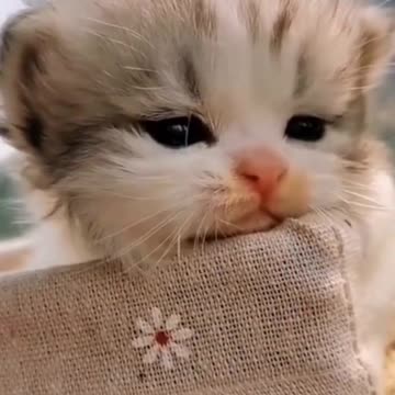 cute cats baby and funny cats videos, cute Animals, Funny