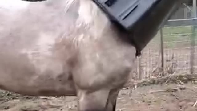 Answered: Your Most Burning Questions About CAN YOU LEAVE THIS HORSE FOR 2 MINUTES