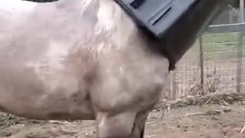 Answered: Your Most Burning Questions About CAN YOU LEAVE THIS HORSE FOR 2 MINUTES