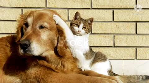 How do dog and cat live happily together?