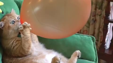 Cat with playing ballon
