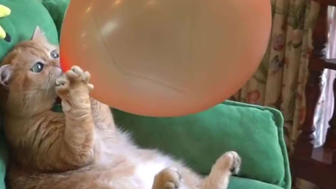 Cat with playing ballon