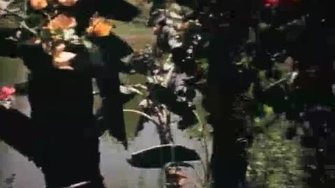 Prabhupada Darshan Part 13 - Mar-May 1975