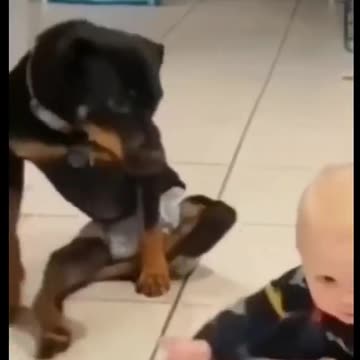 Funny animals videos